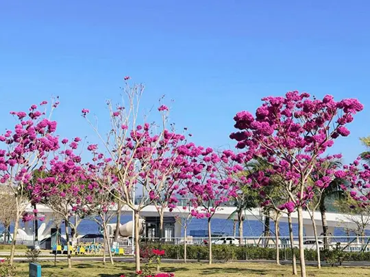 Орташа гүлді ағаштар