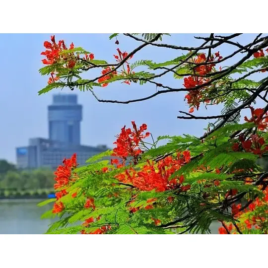 Royal Poinciana таңғажайып тропикалық пейзаждарды қалай жасайды? Royal Poinciana таңғажайып тропикалық пейзаждарды қалай жасайды?
