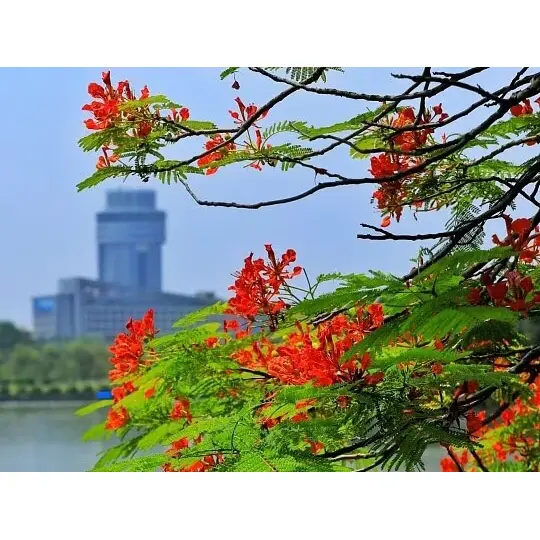 Неліктен контейнерде өсірілген Royal Poinciana лайнерлері ландшафты сәтті арттырады? Неліктен контейнерде өсірілген Royal Poinciana лайнерлері ландшафты сәтті арттырады?
