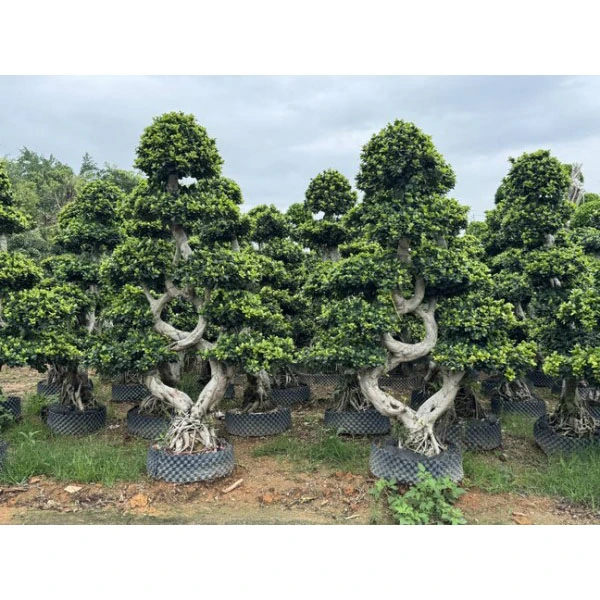 Ficus Microcarpa көшелерінің ағаштары