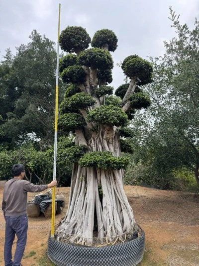 Ficus Microcarpa Liners