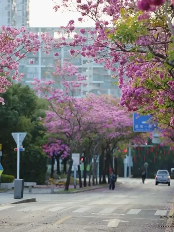 Purple Trumpet Tree Liners