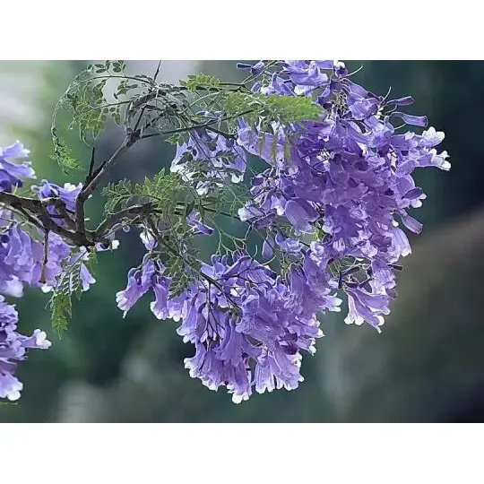 Jacaranda Tree Liners