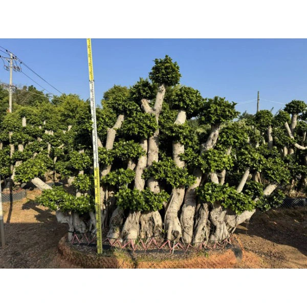 Ficus microcarpa ағашының үлгісі